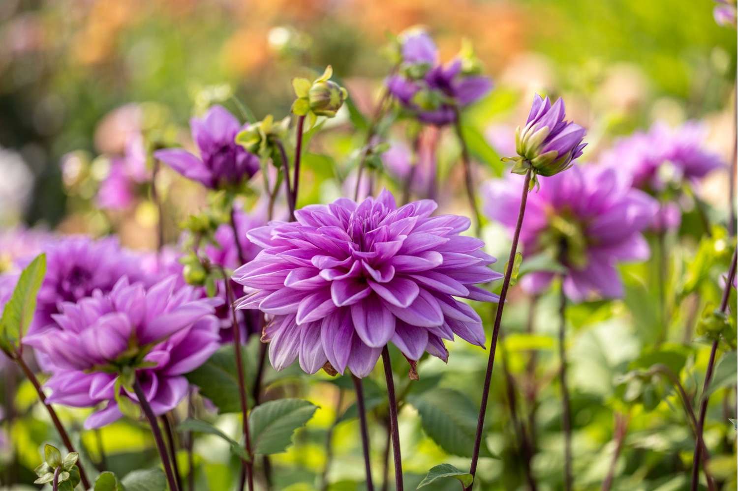 Dahlie 'Lilac Time'